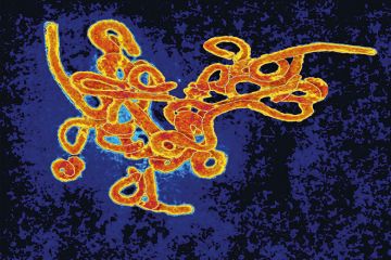 Ebola virus Ebola virus