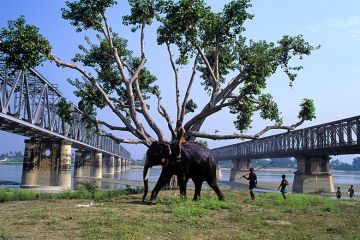 Elephant, with tree branches, on the confluence of river Ganges and Gandak at Sonpur in Bihar, India. To illustrate branch campuses in India.