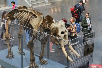 Travellers passing through Piccadilly Train Station are been treated to a display of Maharajah an Elephant skeleton, Manchester, UK, 6 June, 2019. 