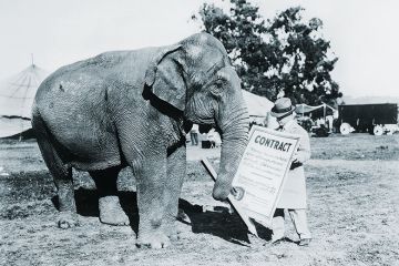 Circus elephant with contract