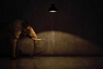 An elephant in a room An elephant in a room, symbolising university funding