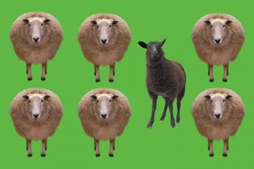 Feature illustration (3 September 2015) Feature illustration (3 September 2015)