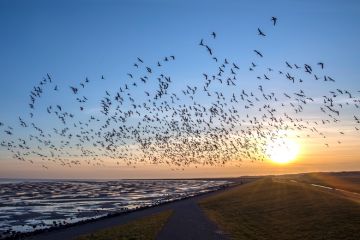 Flock of flying birds migrating