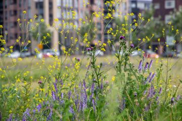 Wild flowers next to a building, illustrating rewilding Wild flowers next to a building, illustrating rewilding