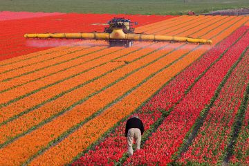A man works in a huge flower-growing farm A man works in a huge flower-growing farm