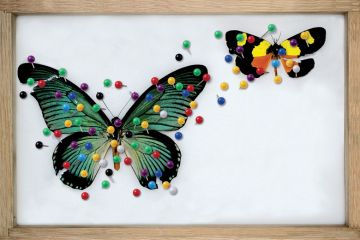 Framed butterfly collection (illustration) Framed butterfly collection (illustration)