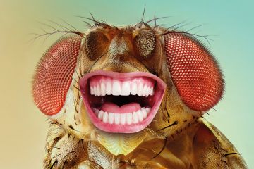 A fly with a human mouth, laughing