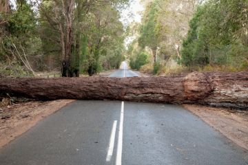 Following a storm, a large tree trunk blocking access on a road in Western Australia Following a storm, a large tree trunk blocking access on a road in Western Australia