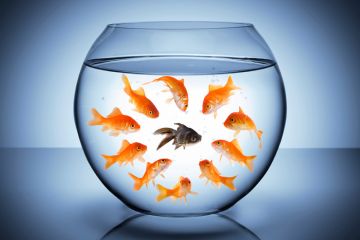 Goldfish staring at black fish in bowl (racism) Goldfish staring at black fish in bowl (racism)