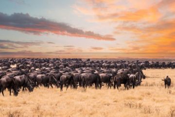 great migration wildebeest Tanzania