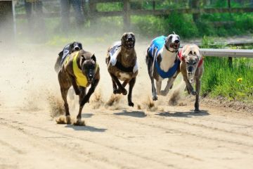 Greyhounds Greyhounds