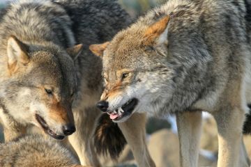 Growling wolves, symbolising political attack