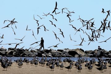 Many birds taking flight on a beach Many birds taking flight on a beach