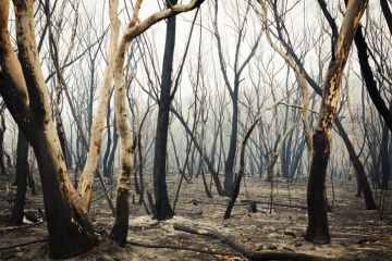 Gum trees burnt by bushfire