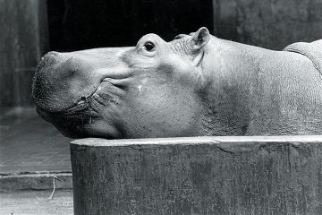 Hippopotamus Hippopotamus