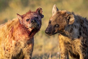 Blooded hyenas, symbolising mobbing
