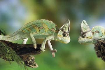 Chameleons