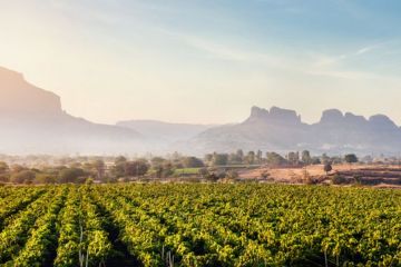 istock Indian vineyards Indian vineyards