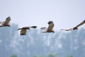 Four western marsh harriers in flight Four western marsh harriers in flight