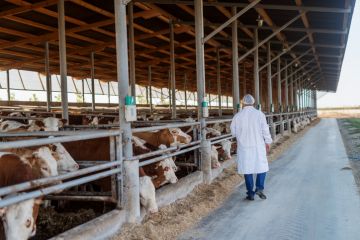 Veterinarian checking cows at cow farm.