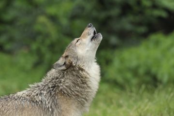 Howling gray wolf, Canis lupus, Germany, Europe