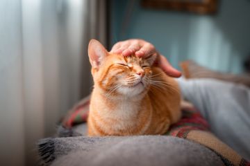 A hand strokes a ginger cat