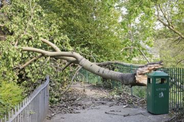 Tree blocking a path Tree blocking a path representing the block that the Covid lockdowns has placed in the way of women submitting preprints, gender inequality