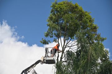 Arborists cutting branch of a tree with chainsaw using truck-mounted lift
