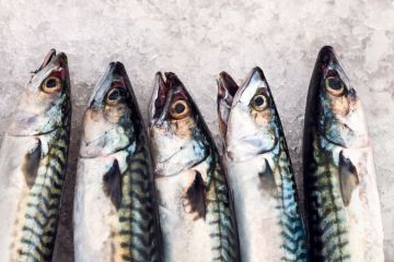 Fresh fish on ice Fresh fish on ice