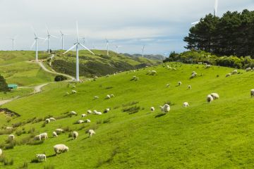 Wind turbines and sheep on Wellington's western coast in New Zealand