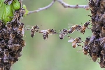 Bees form a bridge between two separate groups Bees form a bridge between two separate groups
