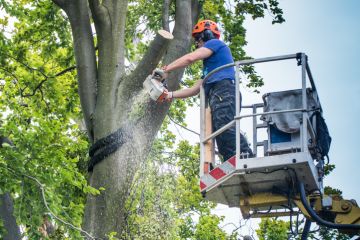 Worker felling the more than 500 year old "Emperor Beech" in Moers Schwafheim. Worker felling the more than 500 year old "Emperor Beech" in Moers Schwafheim.