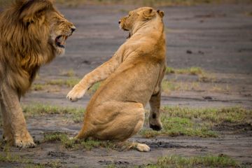 lion, lions, fighting