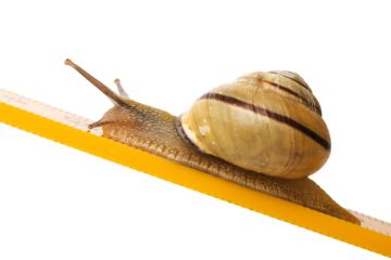 Snail