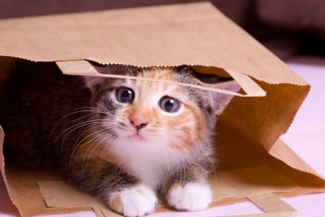 Cat out of the bag