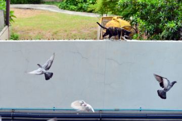 Cat among the pigeons