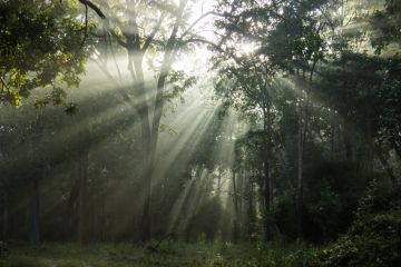 Sunlight in forest Sunlight in forest