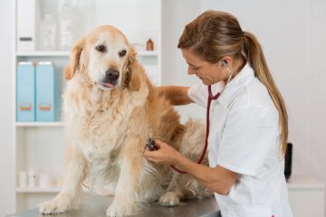 Student vet