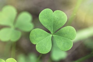 st-patrick-shamrock