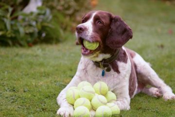 Greedy dog Greedy dog