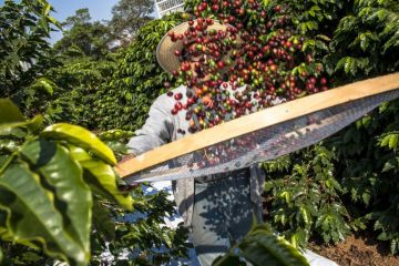 harvesting coffee Brazil