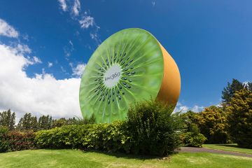 New Zealand, North Island, Te Puke, big Kiwi fruit New Zealand, North Island, Te Puke, big Kiwi fruit