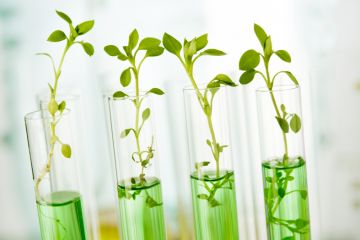 plants experiment plants experiment