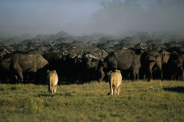 Lion stalking buffalo in Botswana. To illustrate how the recent skills White Paper could mean breaking up the current university system, and possibly remove some universities from doing research. Lion stalking buffalo in Botswana. To illustrate how the recent skills White Paper could mean breaking up the current university system, and possibly remove some universities from doing research.
