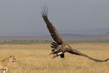 A lion roars at a vulture, symbolising cybersecurity