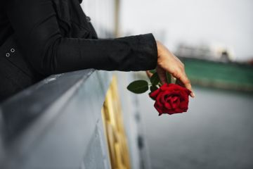 istock A red rose A red rose