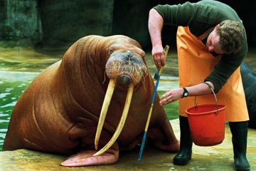 Man measuring walrus Man measuring walrus