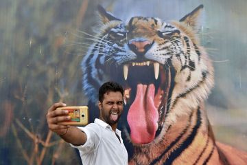 A man poses for a selfie with a tiger A man poses for a selfie with a tiger