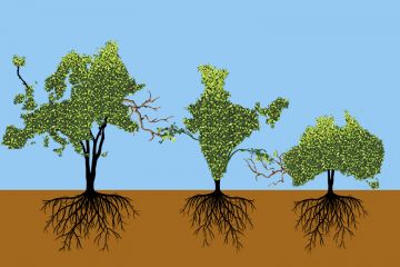 Trees in the shape of Europe, India and Australia, with barren branches reaching out towards India being given growth from the Indian tree. Illustrating the need for HE collaborations to leverage local strengths.