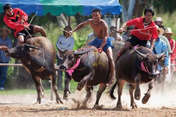 Men racing buffalo in Thailand